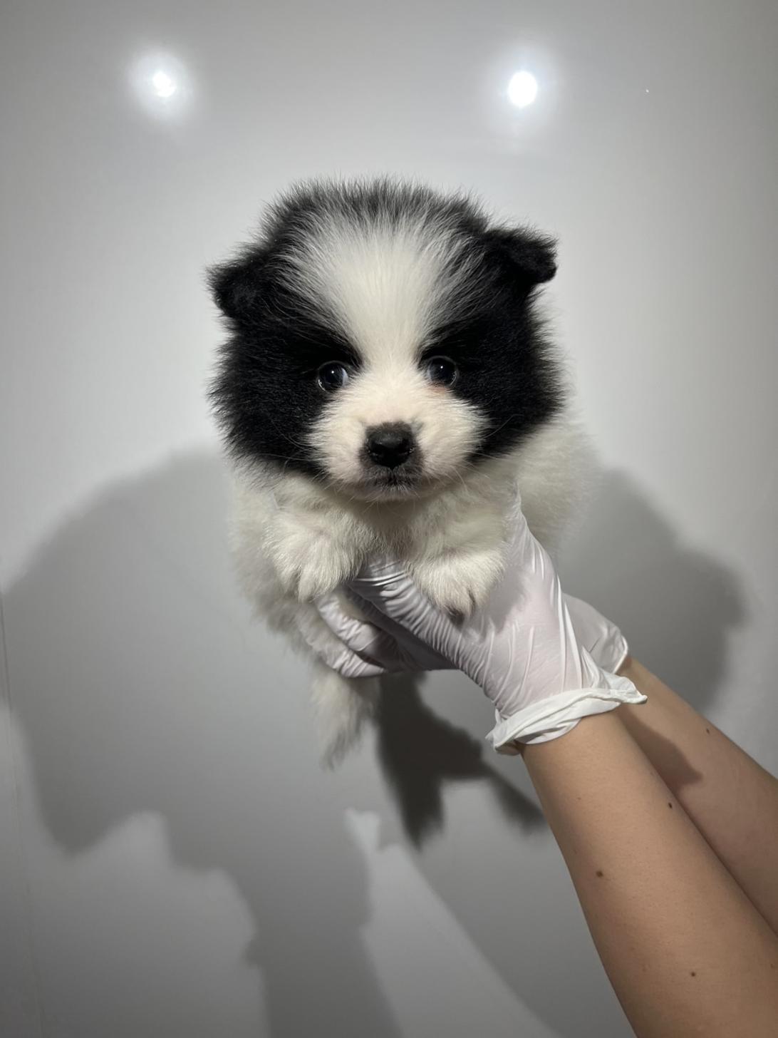 埼玉県のポメラニアン (ペッツスマイル南中野店/2026年2月14日生まれ/男の子/ホワイトブラック)の子犬の1枚目の画像