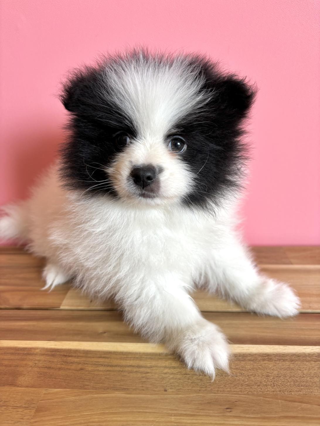 埼玉県のポメラニアン (ペッツスマイル南中野店/2026年2月14日生まれ/男の子/ホワイトブラック)の子犬の1枚目の画像
