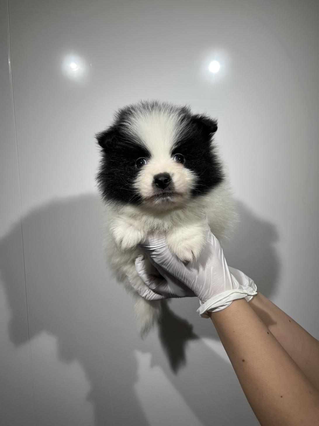埼玉県のポメラニアン (ペッツスマイル南中野店/2026年2月14日生まれ/男の子/ホワイトブラック)の子犬の2枚目の画像
