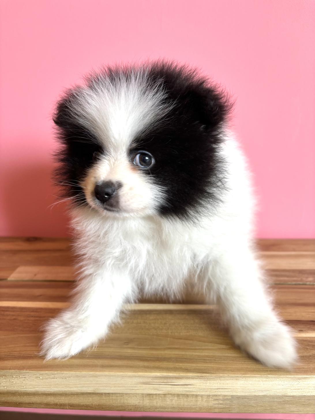 埼玉県のポメラニアン (ペッツスマイル南中野店/2026年2月14日生まれ/男の子/ホワイトブラック)の子犬の2枚目の画像