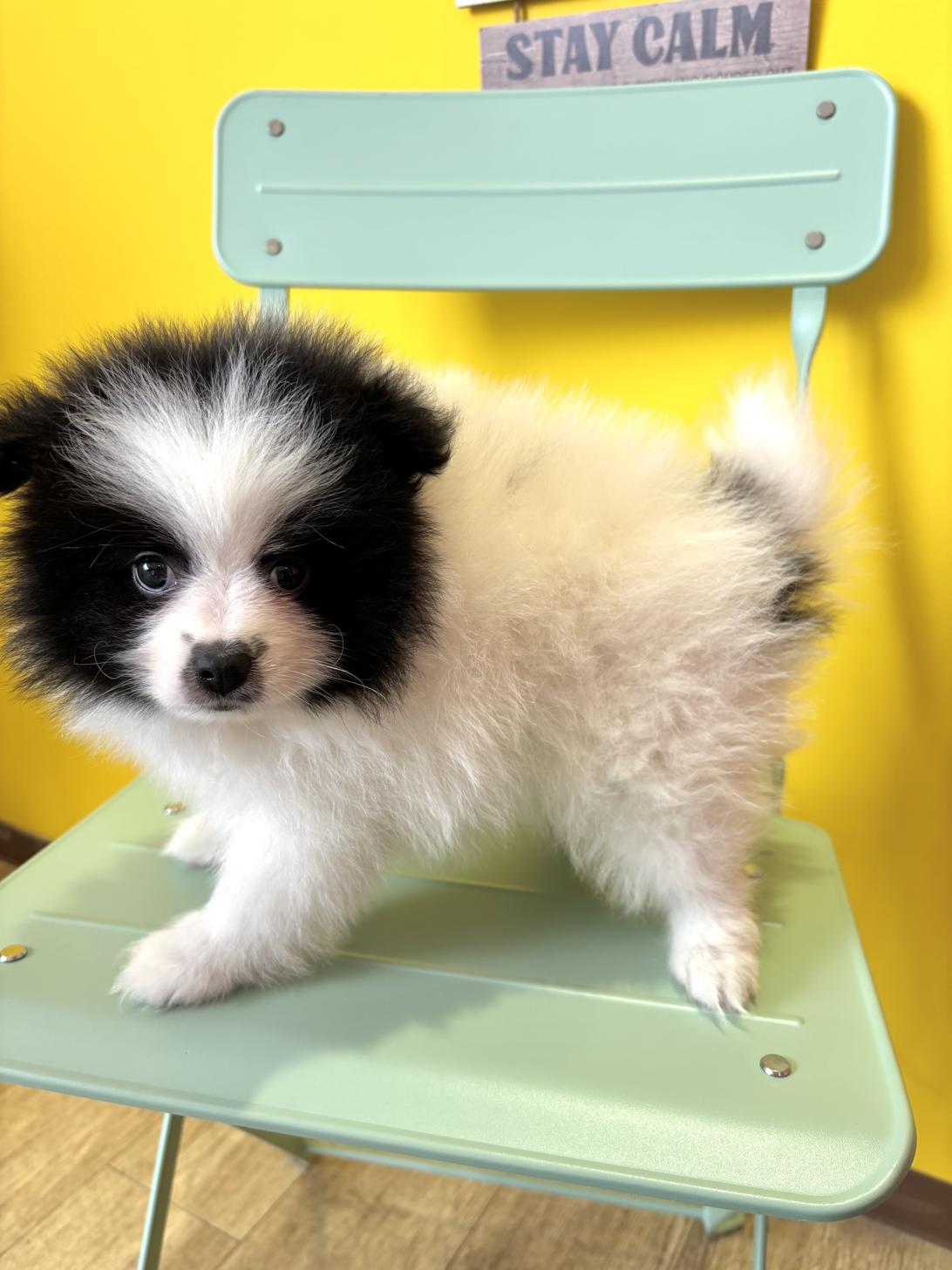 埼玉県のポメラニアン (ペッツスマイル南中野店/2026年2月14日生まれ/男の子/ホワイトブラック)の子犬の3枚目の画像