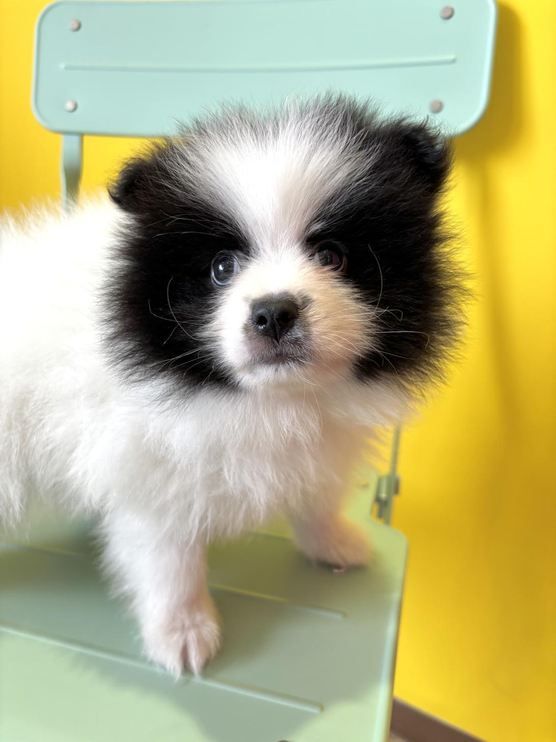 埼玉県のポメラニアン (ペッツスマイル南中野店/2026年2月14日生まれ/男の子/ホワイトブラック)の子犬の4枚目の画像