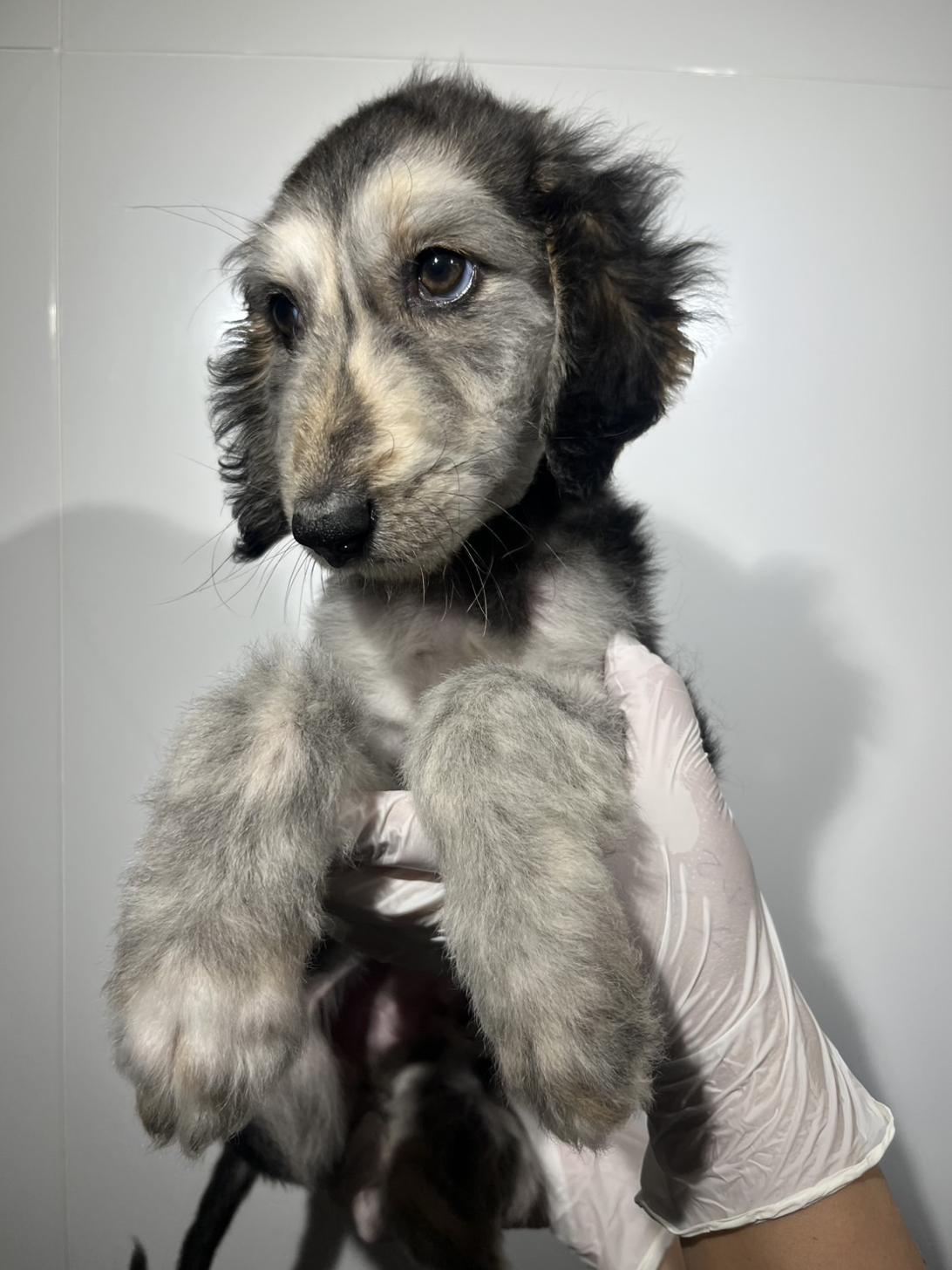 子犬の詳細情報 (埼玉県/2026年3月23日生まれ/男の子/ブリンドルドミノ