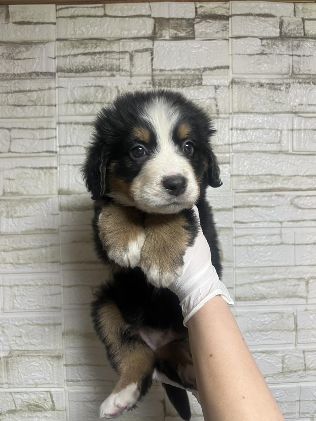 埼玉県のバーニーズマウンテンドッグ (ペッツスマイル加須インター店/2026年1月10日生まれ/女の子/ブラックラストホワイト)の子犬の1枚目の画像
