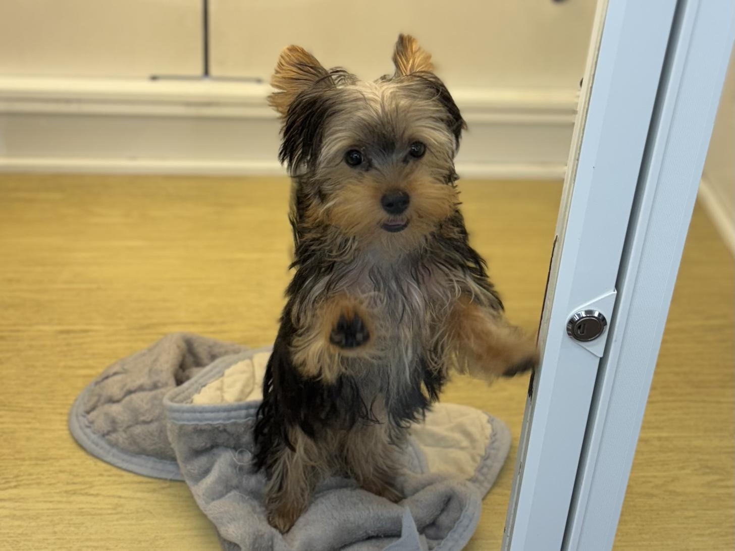 神奈川県のヨークシャーテリア (ペットアイランド海老名店/2025年7月5日生まれ/男の子/スチールブルータン)の子犬の2枚目の画像