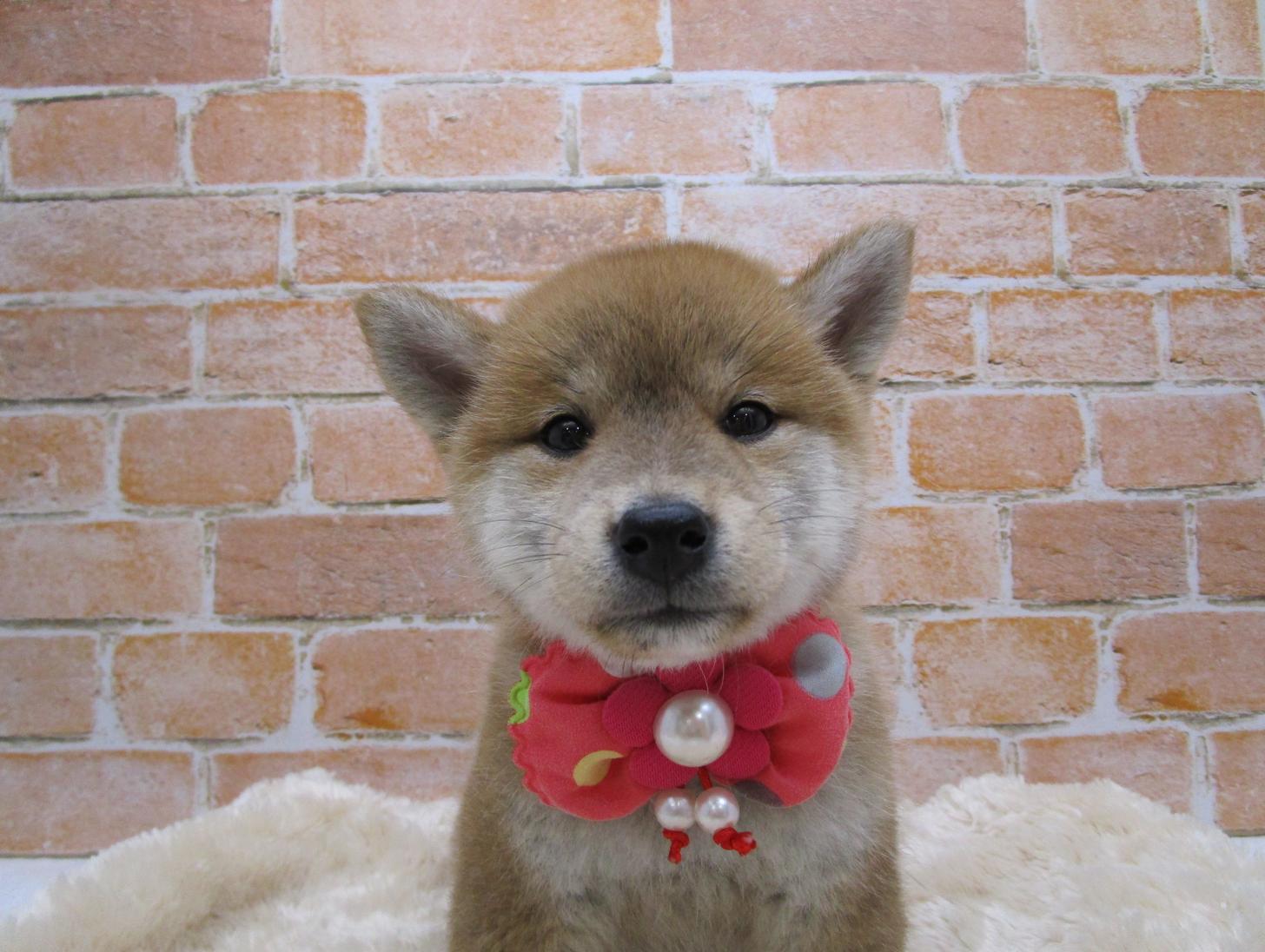 宮城県の柴犬(標準サイズ) (ズーズーカンパニー 八乙女店/2025年8月10日生まれ/女の子/赤)の子犬の1枚目の画像