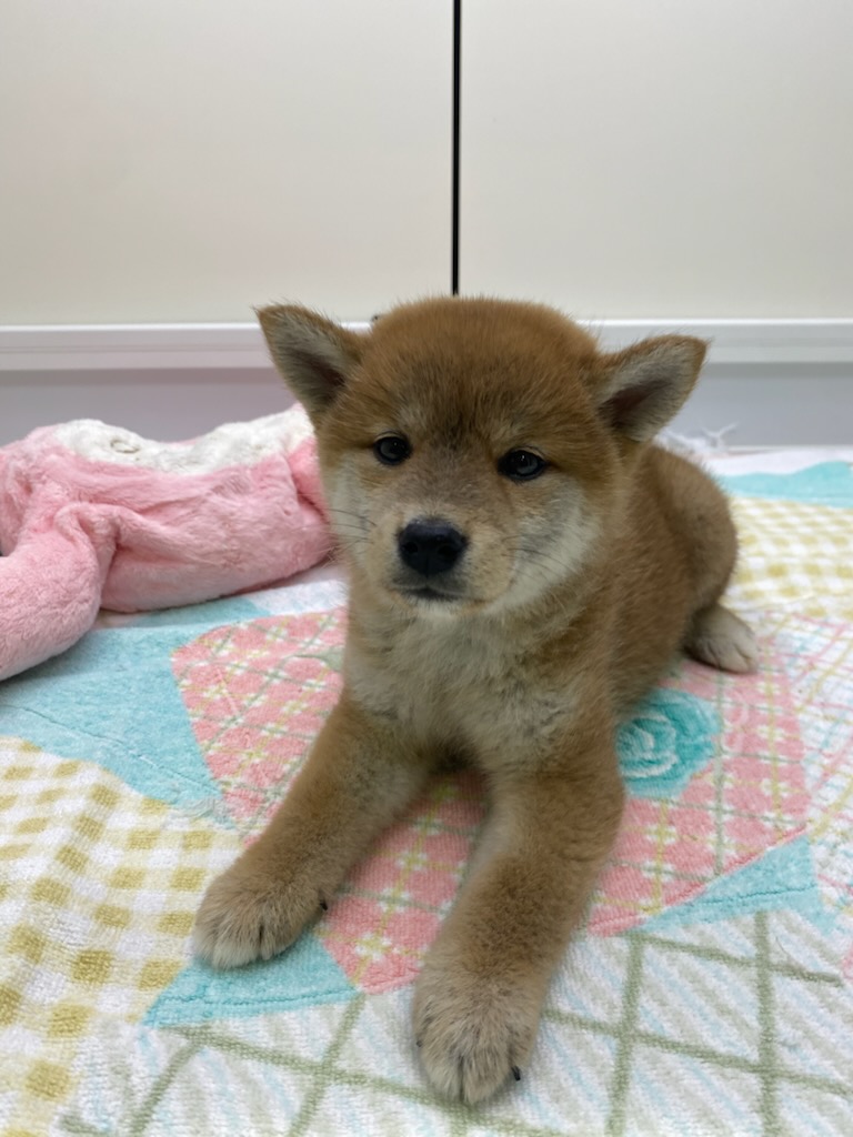 宮城県の柴犬(標準サイズ) (ズーズーカンパニー 八乙女店/2025年8月10日生まれ/女の子/赤)の子犬の2枚目の画像