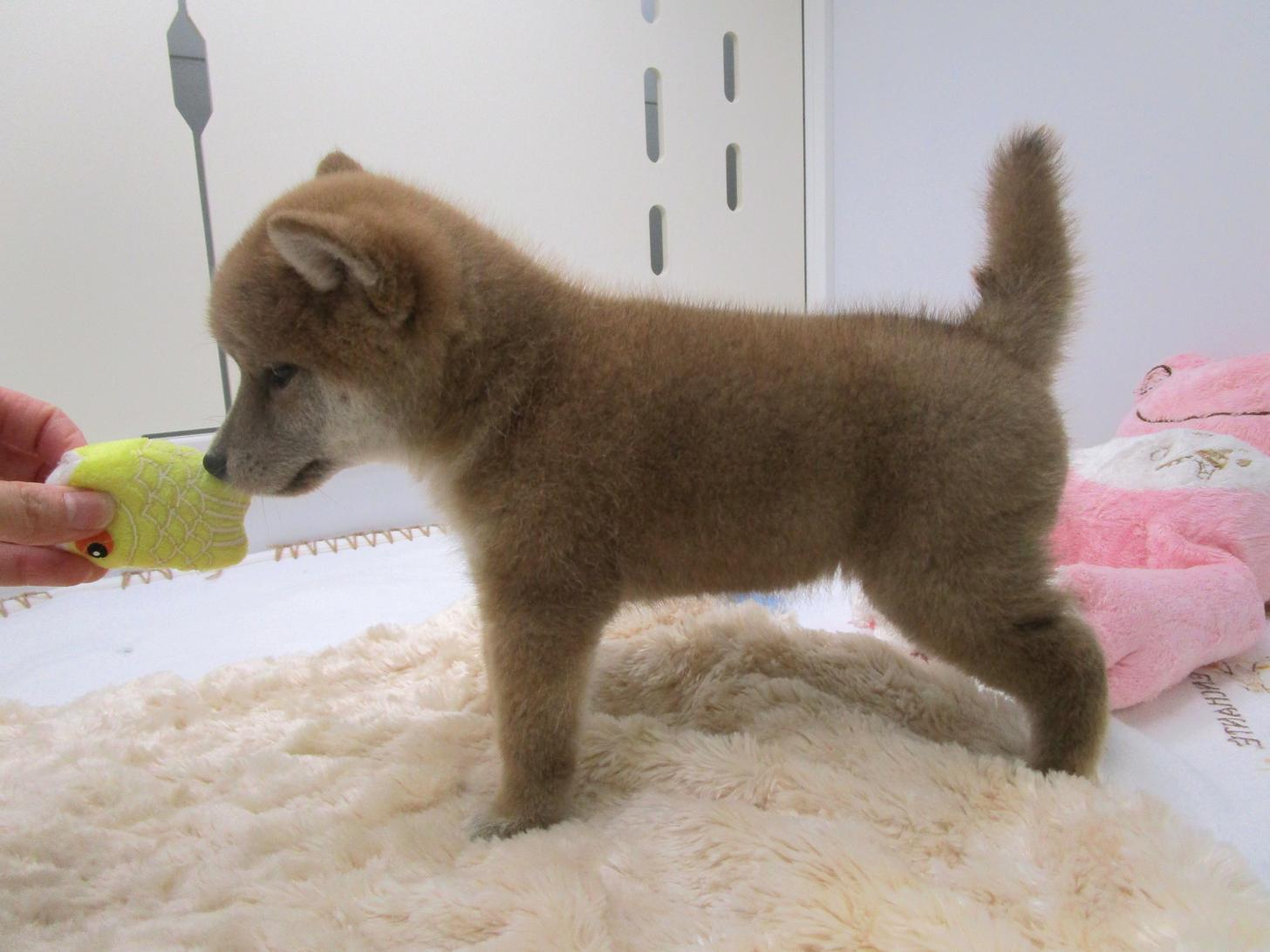 宮城県の柴犬(標準サイズ) (ズーズーカンパニー 八乙女店/2025年8月10日生まれ/女の子/赤)の子犬の3枚目の画像
