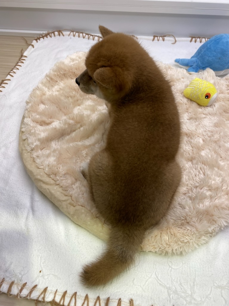 宮城県の柴犬(標準サイズ) (ズーズーカンパニー 八乙女店/2025年8月10日生まれ/女の子/赤)の子犬の4枚目の画像