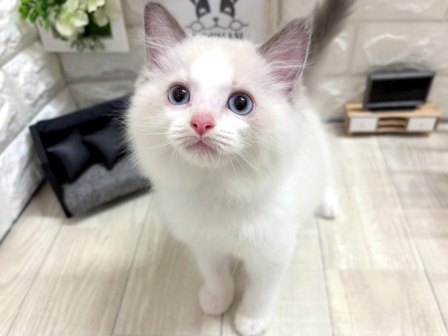 大阪府のラグドール (DOGMAN平野瓜破店/2026年5月12日生まれ/男の子/ブルーポイントバイカラー)の子猫の2枚目の画像