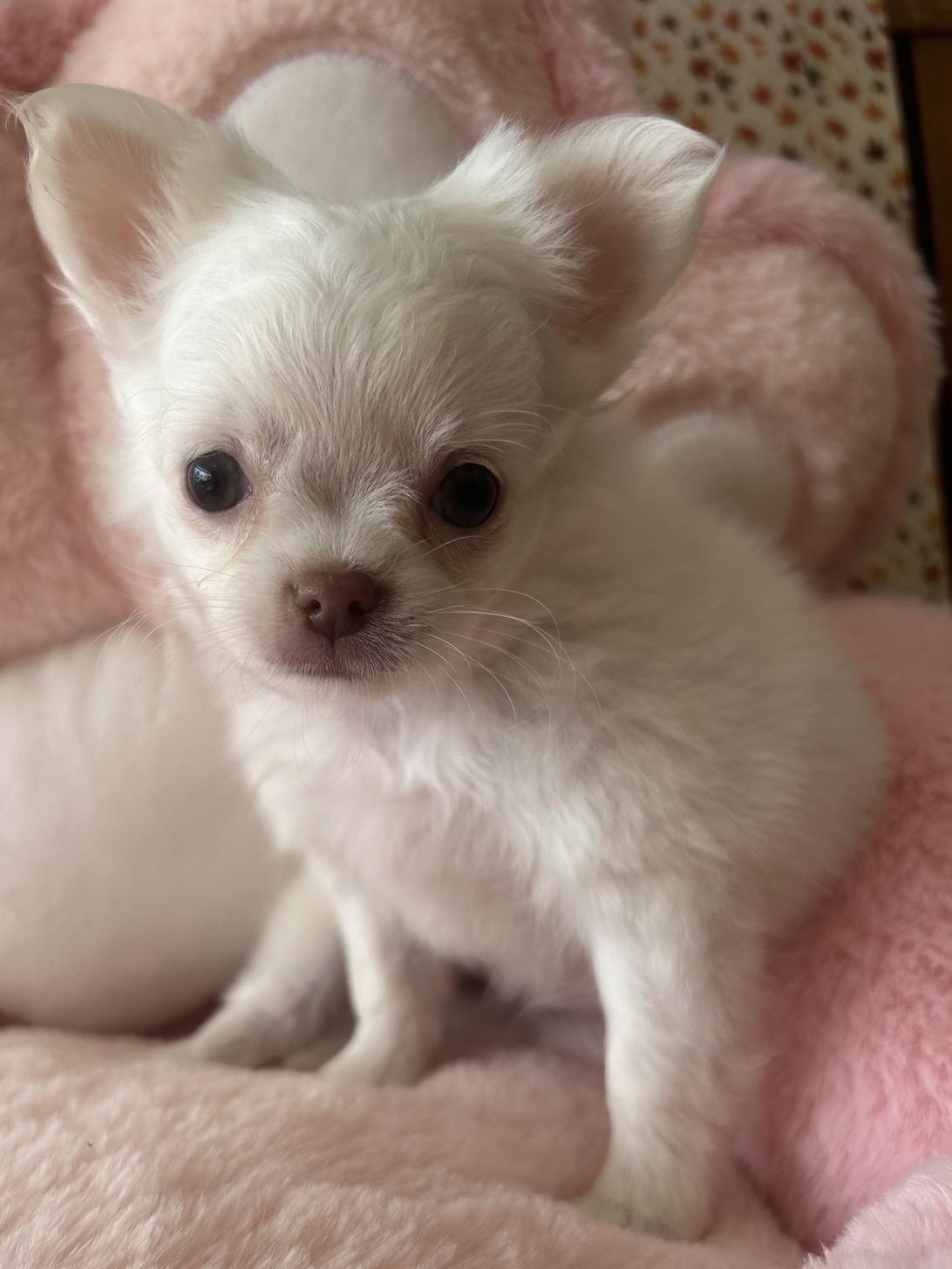 佐賀県のチワワ(ロング) (スタードッグス新鳥栖店/2025年12月20日生まれ/女の子/ホワイト)の子犬