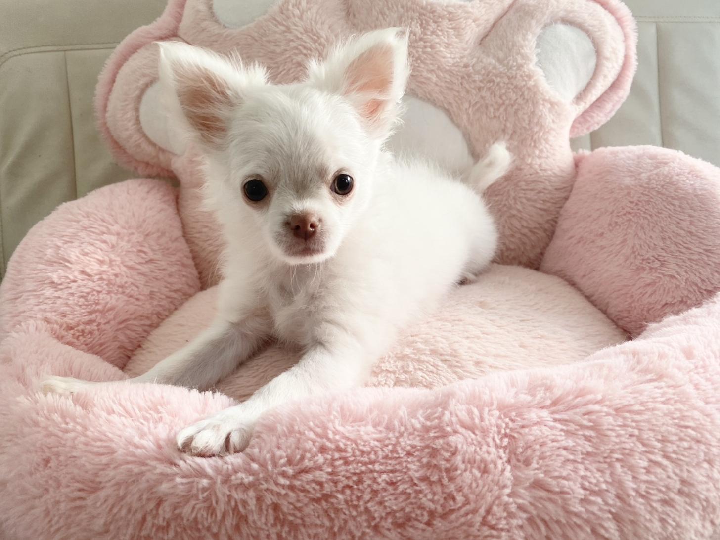 熊本県のチワワ(ロング) (スタードッグス新熊本店/2025年12月20日生まれ/女の子/ホワイト)の子犬の2枚目の画像