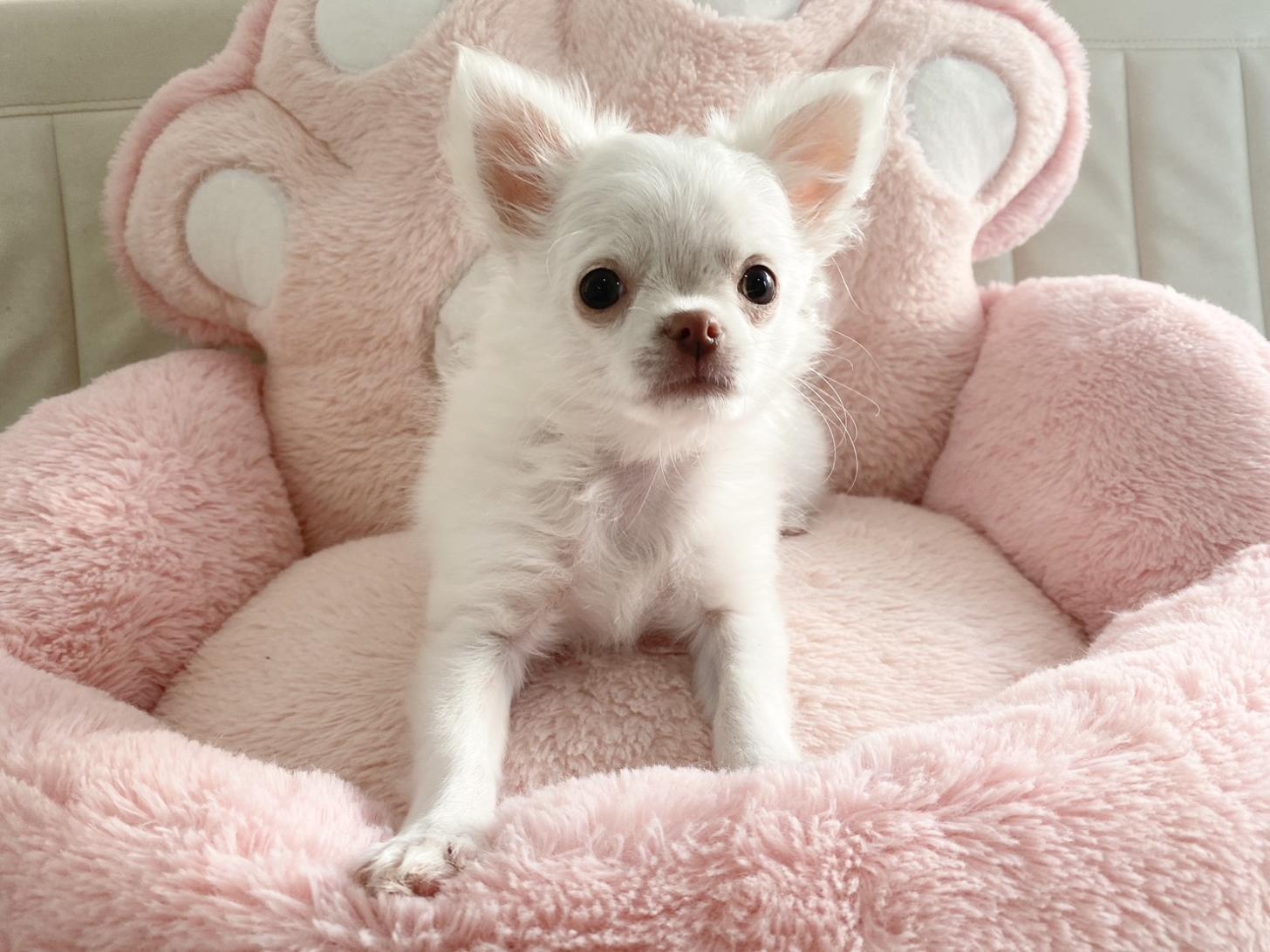 熊本県のチワワ(ロング) (スタードッグス新熊本店/2025年12月20日生まれ/女の子/ホワイト)の子犬の3枚目の画像