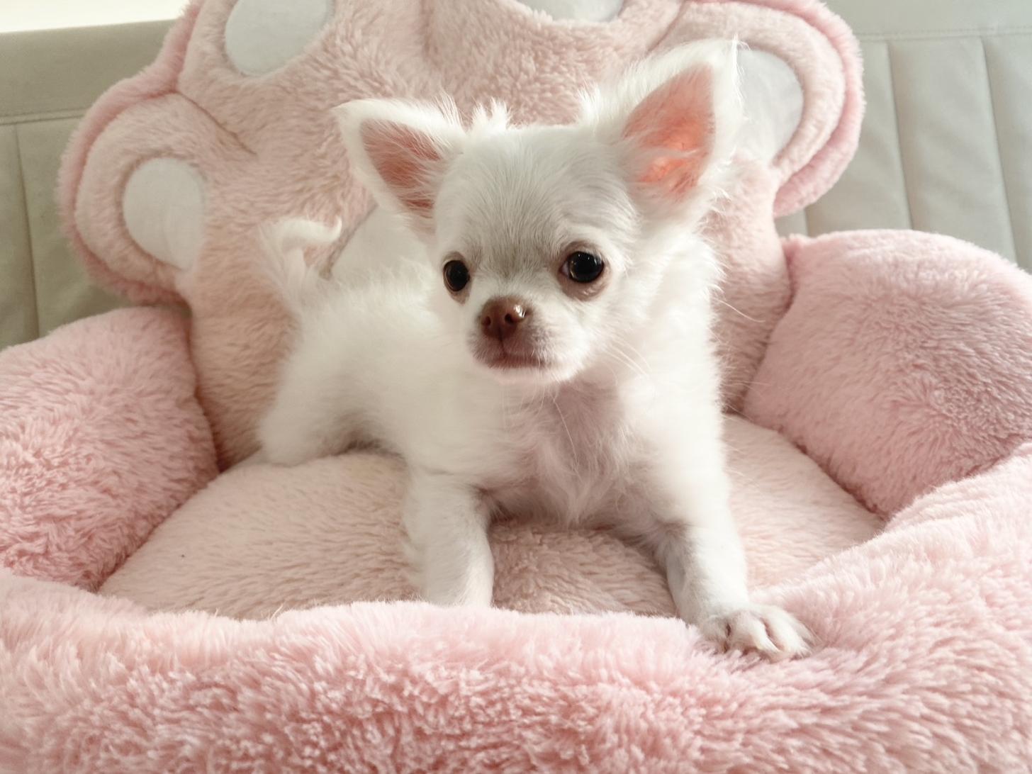 熊本県のチワワ(ロング) (スタードッグス新熊本店/2025年12月20日生まれ/女の子/ホワイト)の子犬の4枚目の画像