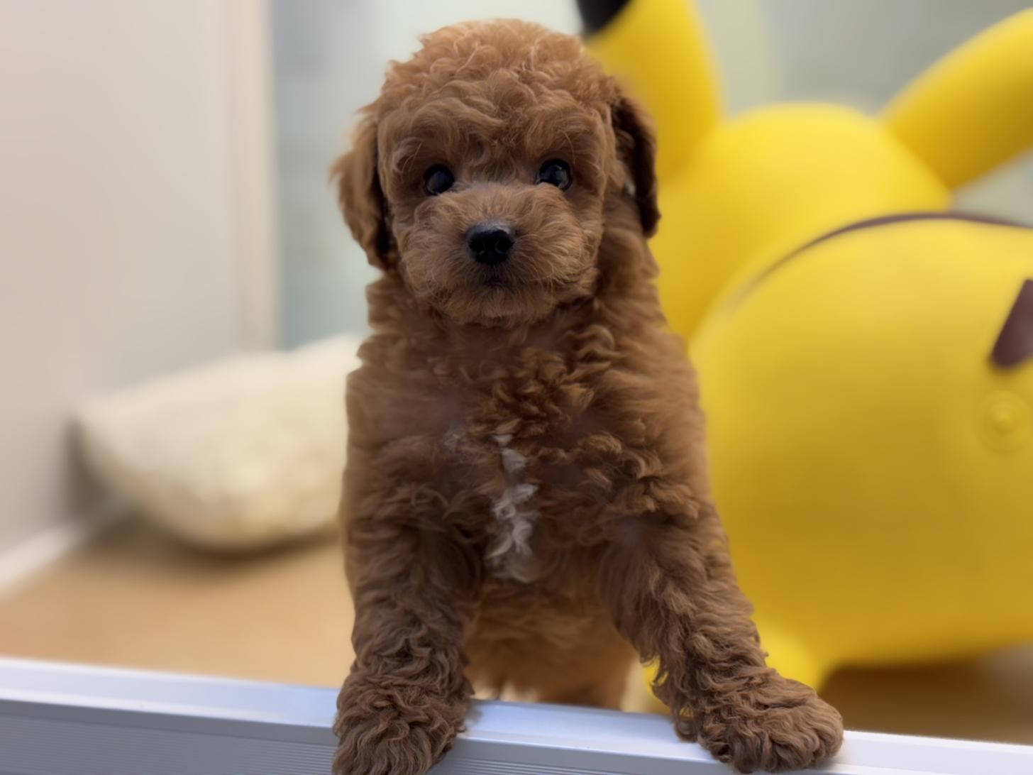 神奈川県のトイプードル(トイ) (Doggy Style 小田原店/2025年5月31日生まれ/男の子/レッド)の子犬