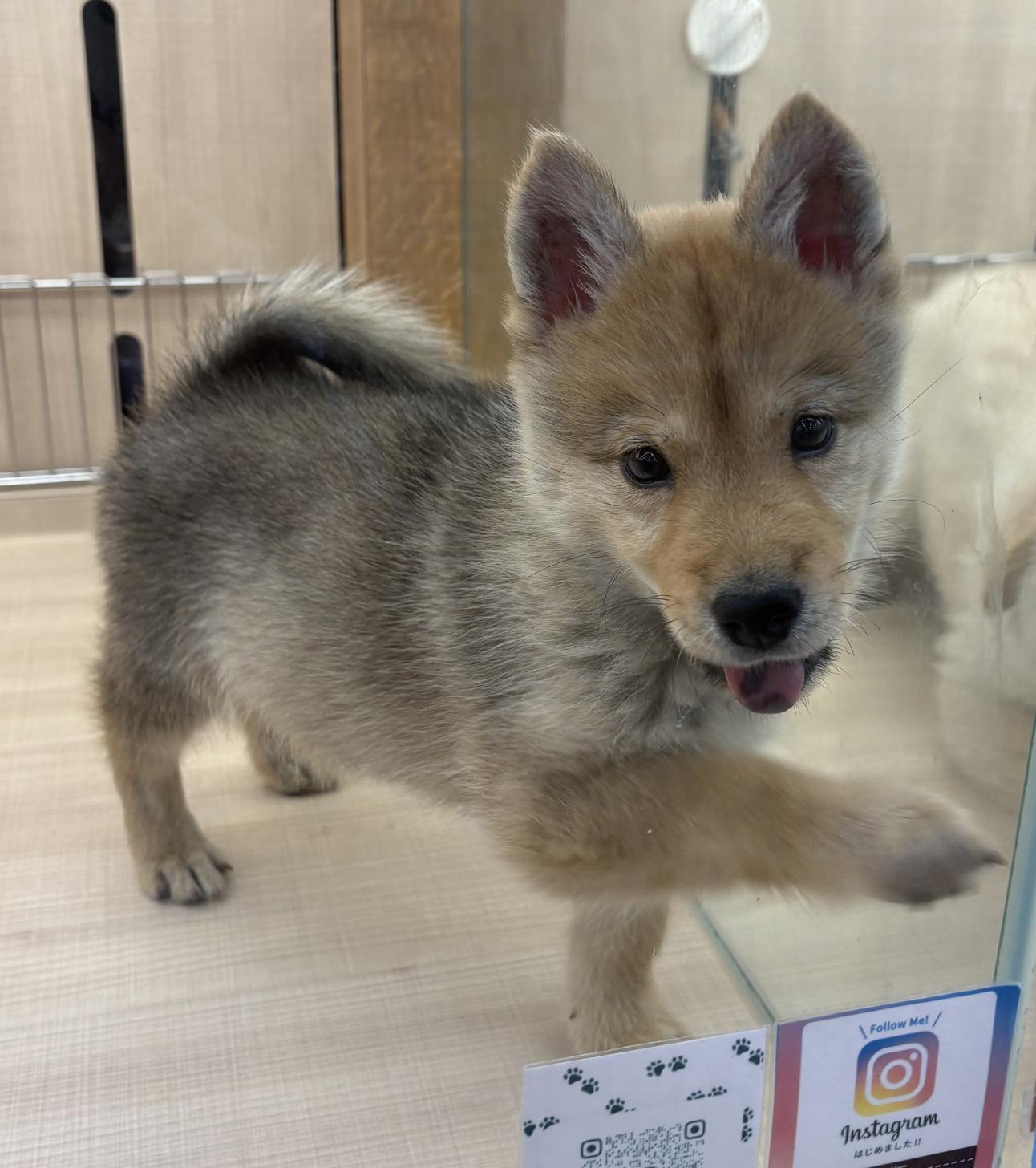 千葉県のハーフ犬・ミックス犬 (ペッツワン佐倉店/2026年5月10日生まれ/女の子/レッド)の子犬の1枚目の画像