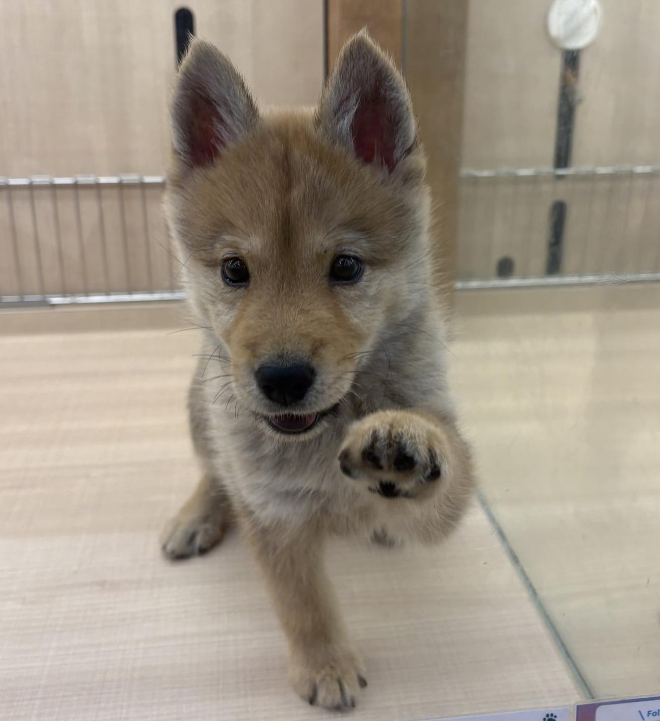 千葉県のハーフ犬・ミックス犬 (ペッツワン佐倉店/2026年5月10日生まれ/女の子/レッド)の子犬の2枚目の画像