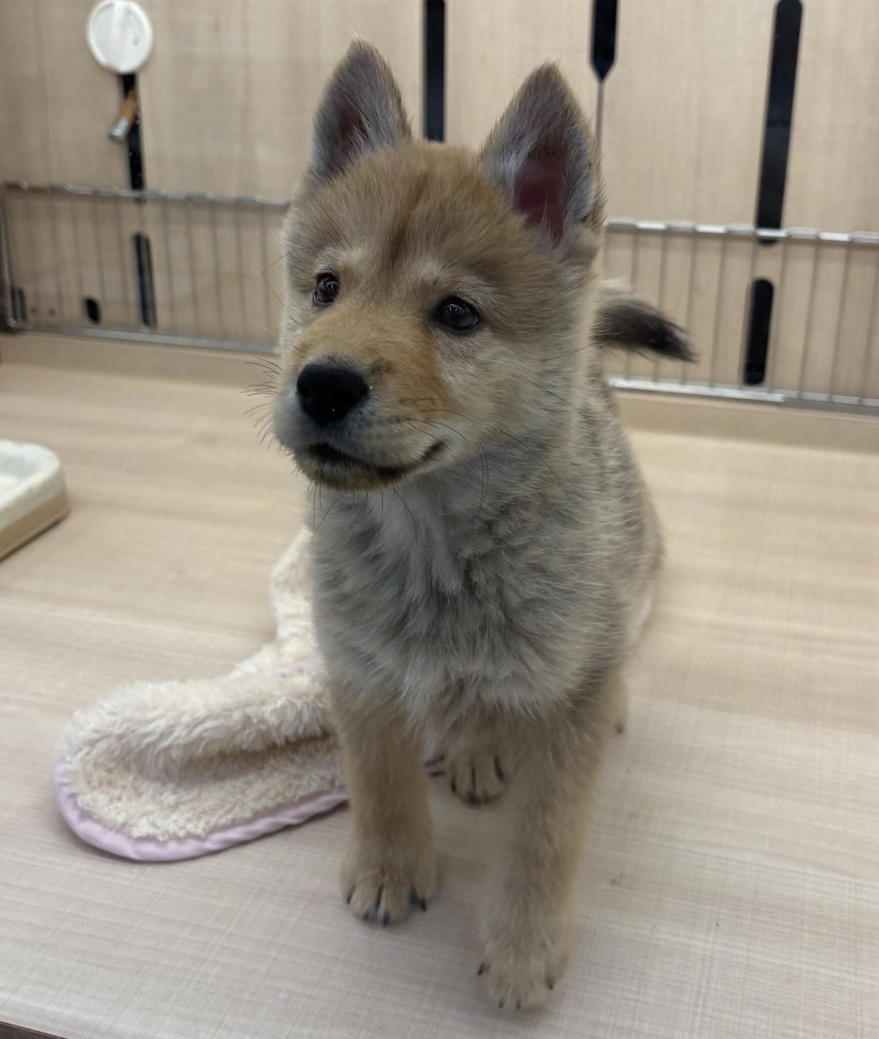 千葉県のハーフ犬・ミックス犬 (ペッツワン佐倉店/2026年5月10日生まれ/女の子/レッド)の子犬の3枚目の画像