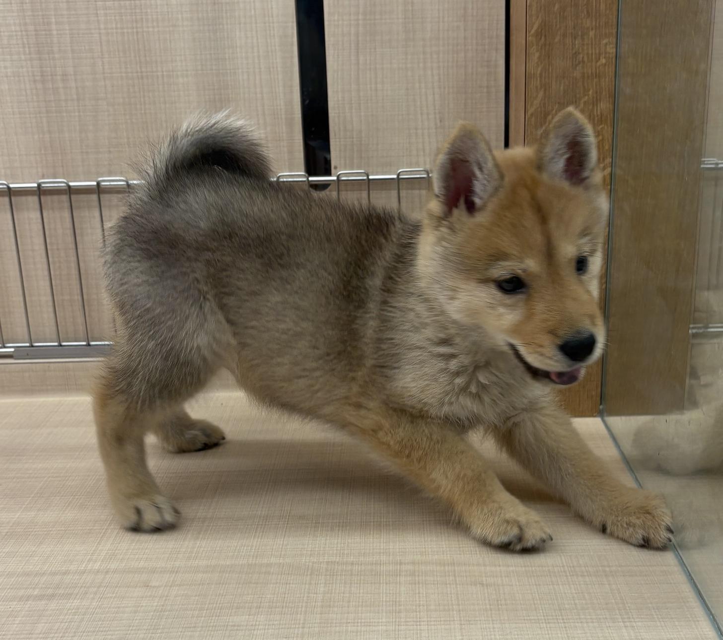 千葉県のハーフ犬・ミックス犬 (ペッツワン佐倉店/2026年5月10日生まれ/女の子/レッド)の子犬の4枚目の画像