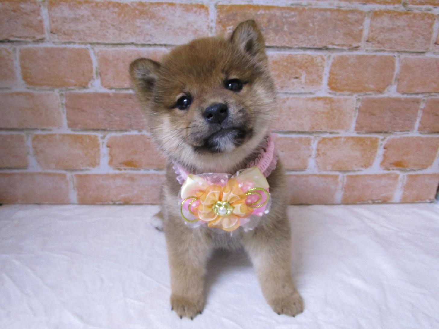 宮城県の柴犬(標準サイズ) (ズーズーカンパニー 八乙女店/2025年9月2日生まれ/女の子/赤)の子犬の1枚目の画像