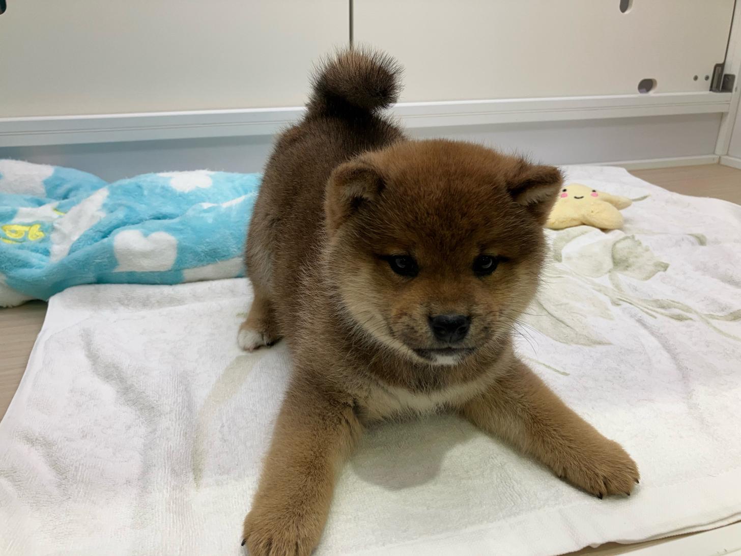 宮城県の柴犬(標準サイズ) (ズーズーカンパニー 八乙女店/2025年9月2日生まれ/女の子/赤)の子犬の2枚目の画像