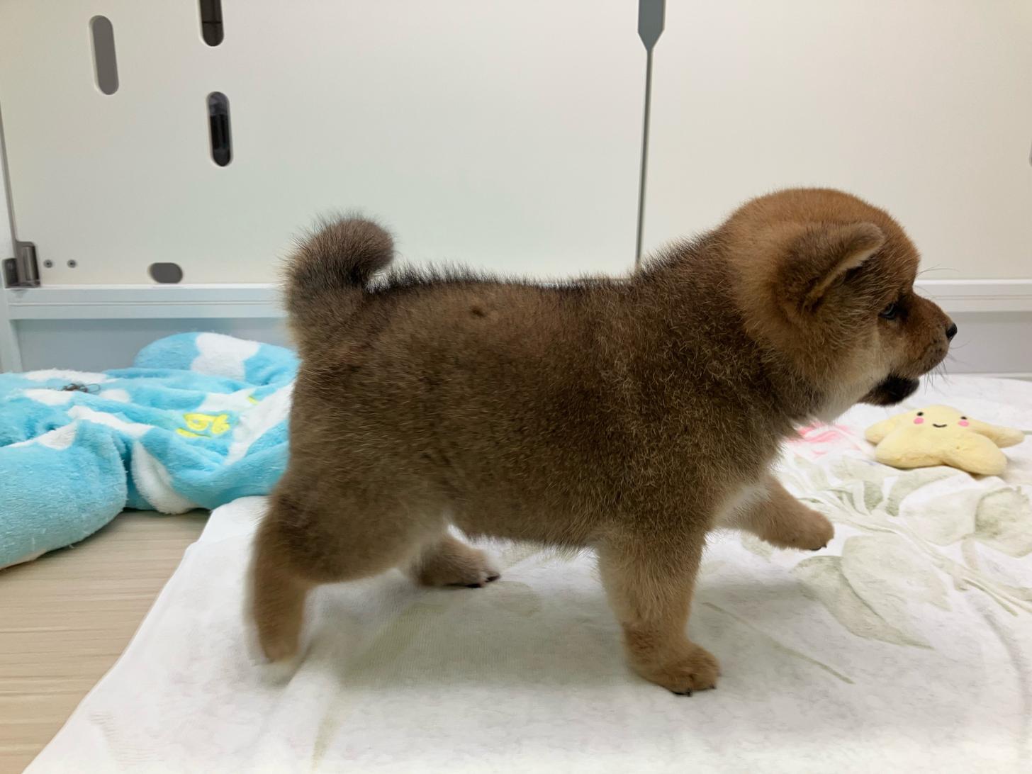 宮城県の柴犬(標準サイズ) (ズーズーカンパニー 八乙女店/2025年9月2日生まれ/女の子/赤)の子犬の3枚目の画像