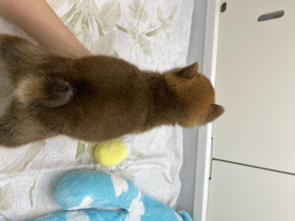 宮城県の柴犬(標準サイズ) (ズーズーカンパニー 八乙女店/2025年9月2日生まれ/女の子/赤)の子犬の4枚目の画像