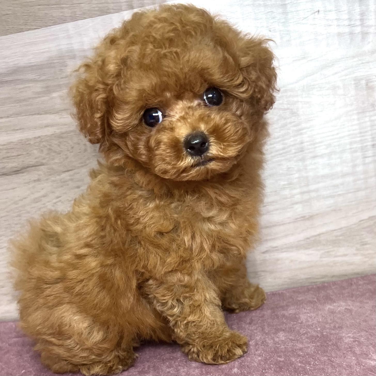 岐阜県のトイプードル(トイ) (ペッツビレッジ大垣店/2026年6月20日生まれ/女の子/レッド)の子犬
