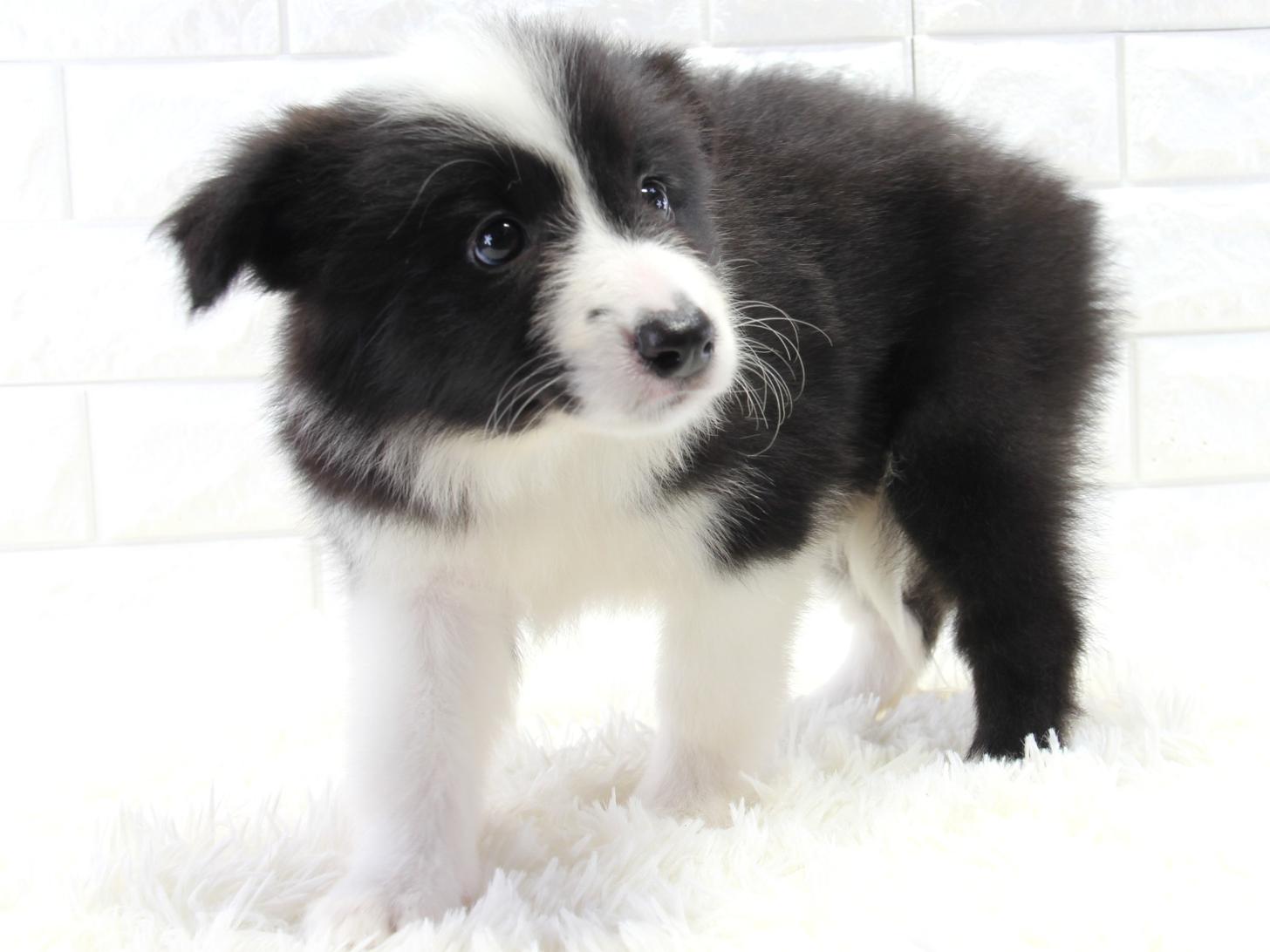 愛知県のボーダーコリー (猫福家 名古屋南店/2025年11月20日生まれ/女の子/ブラックホワイト)の子犬の2枚目の画像