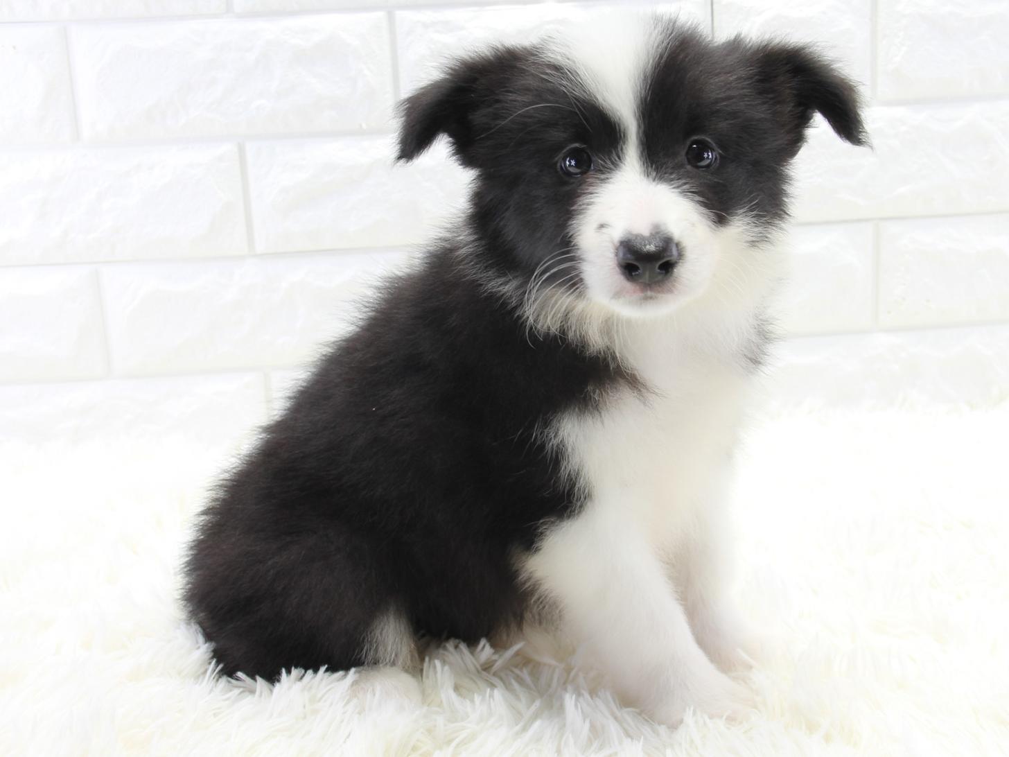 愛知県のボーダーコリー (猫福家 名古屋南店/2025年11月20日生まれ/女の子/ブラックホワイト)の子犬の3枚目の画像