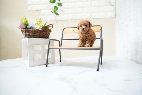 滋賀県のトイプードル(ティーカップ) (いっぷく湖南店/2025年11月15日生まれ/女の子/レッドフォーン)の子犬の1枚目の画像