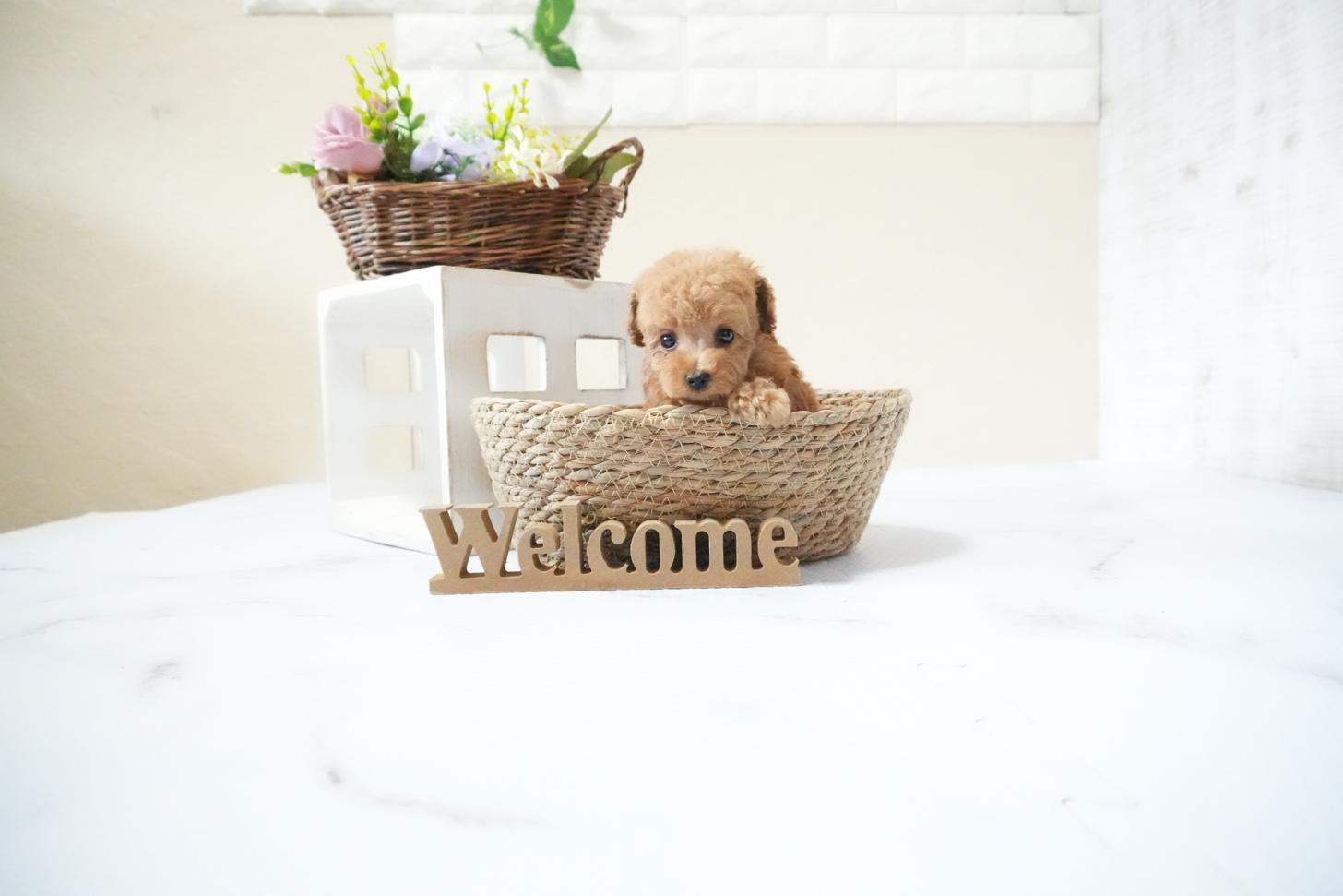 滋賀県のトイプードル(ティーカップ) (いっぷく湖南店/2025年11月15日生まれ/女の子/レッドフォーン)の子犬の2枚目の画像