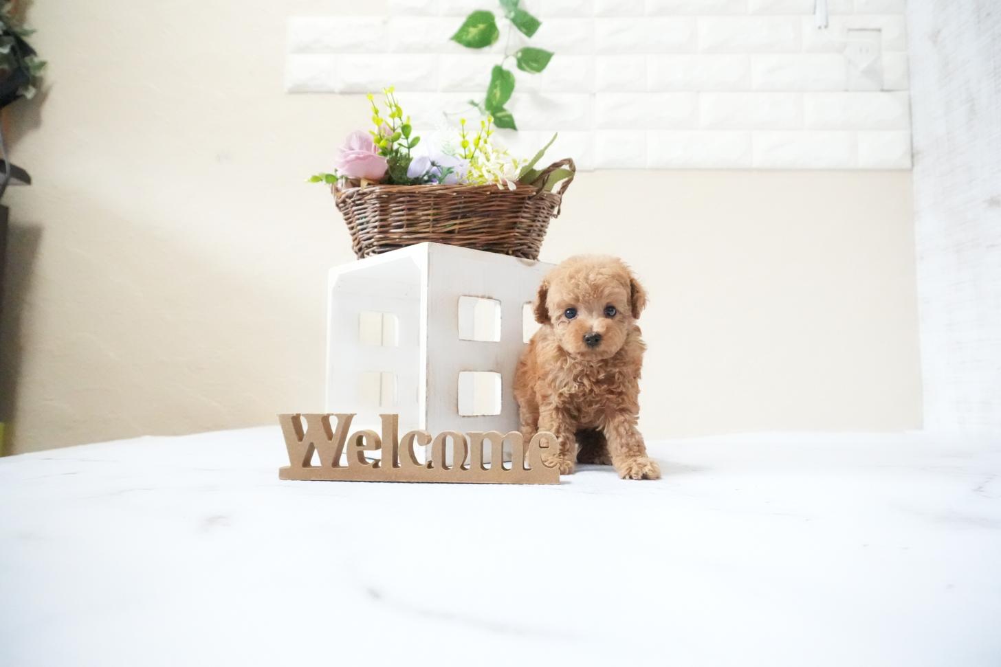 滋賀県のトイプードル(ティーカップ) (いっぷく湖南店/2025年11月15日生まれ/女の子/レッドフォーン)の子犬の3枚目の画像