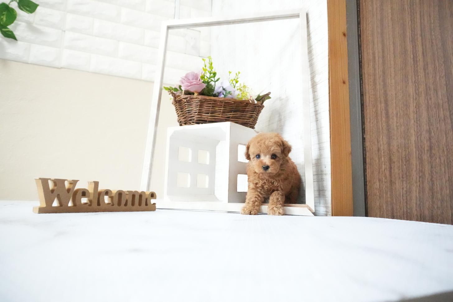 滋賀県のトイプードル(ティーカップ) (いっぷく湖南店/2025年11月15日生まれ/女の子/レッドフォーン)の子犬の4枚目の画像