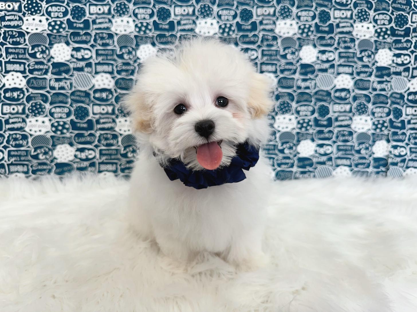 大阪府のマルプー(マルチーズ×プードル) (ぱぴぷぺっと大阪店/2025年12月12日生まれ/男の子/ホワイト)の子犬の1枚目の画像