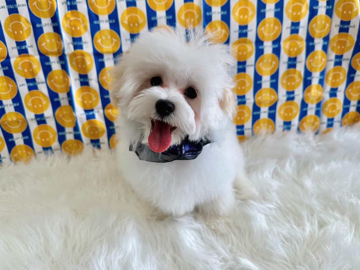 大阪府のマルプー(マルチーズ×プードル) (ぱぴぷぺっと大阪店/2025年12月12日生まれ/男の子/ホワイト)の子犬の1枚目の画像