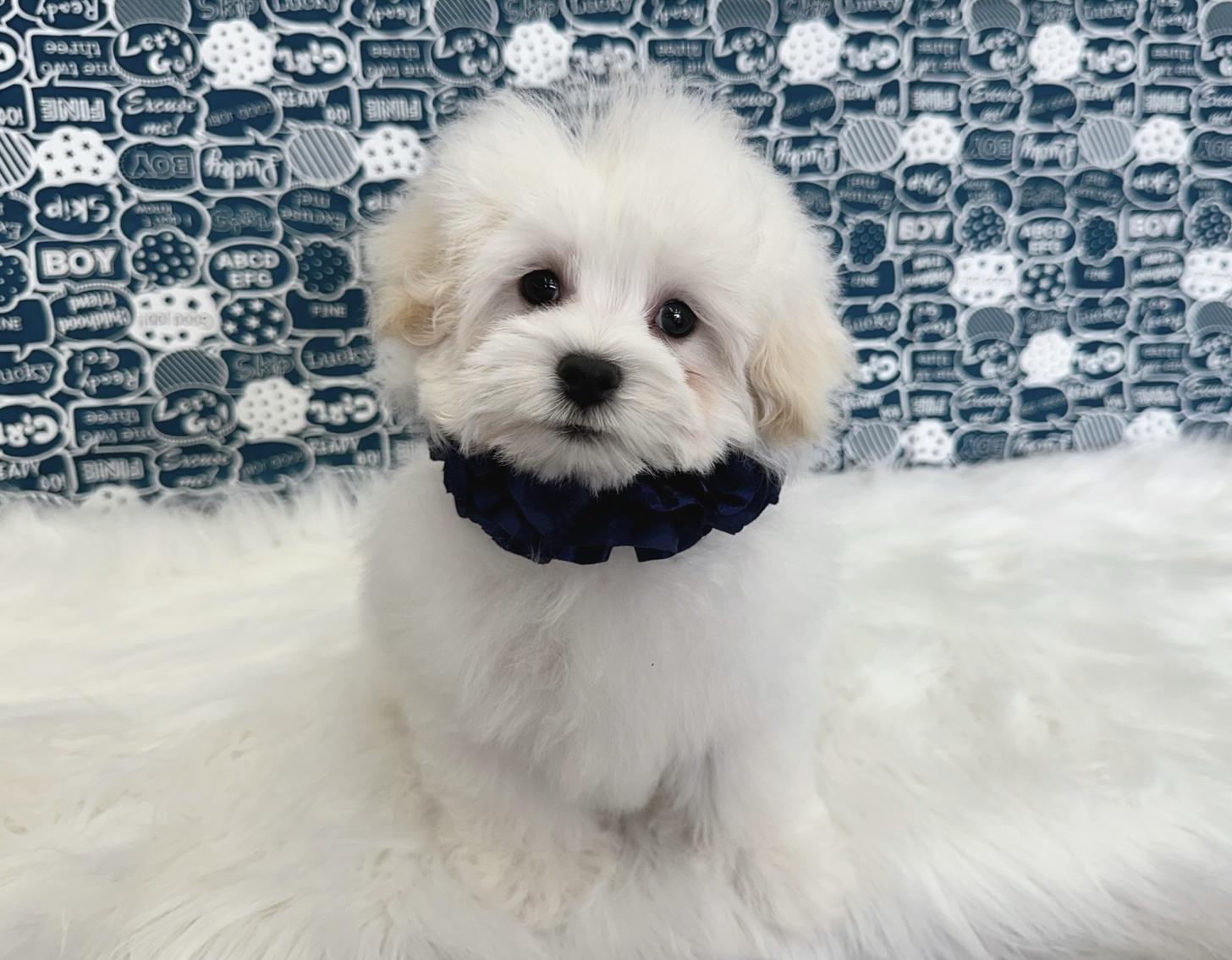 大阪府のマルプー(マルチーズ×プードル) (ぱぴぷぺっと大阪店/2025年12月12日生まれ/男の子/ホワイト)の子犬の2枚目の画像