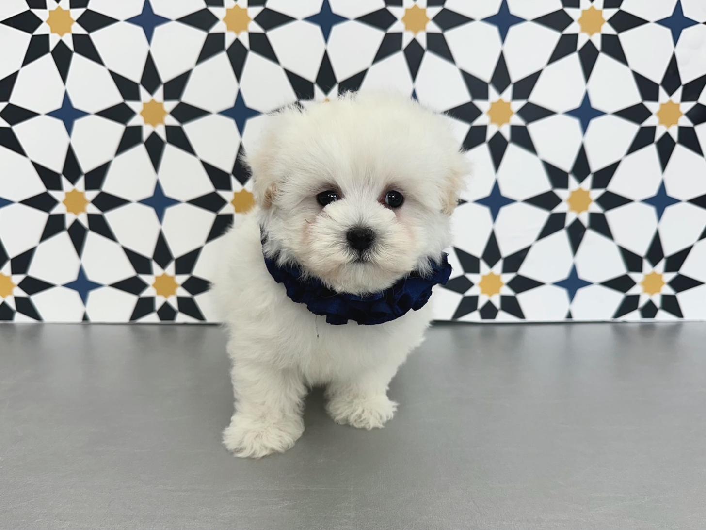 大阪府のマルプー(マルチーズ×プードル) (ぱぴぷぺっと大阪店/2025年12月12日生まれ/男の子/ホワイト)の子犬の2枚目の画像