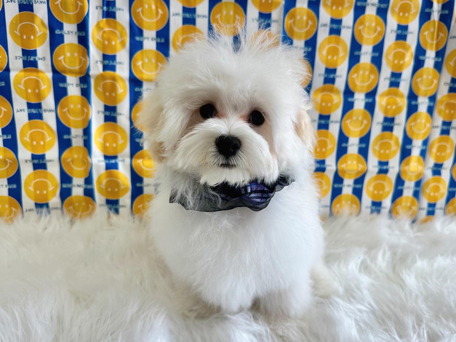 大阪府のマルプー(マルチーズ×プードル) (ぱぴぷぺっと大阪店/2025年12月12日生まれ/男の子/ホワイト)の子犬の2枚目の画像