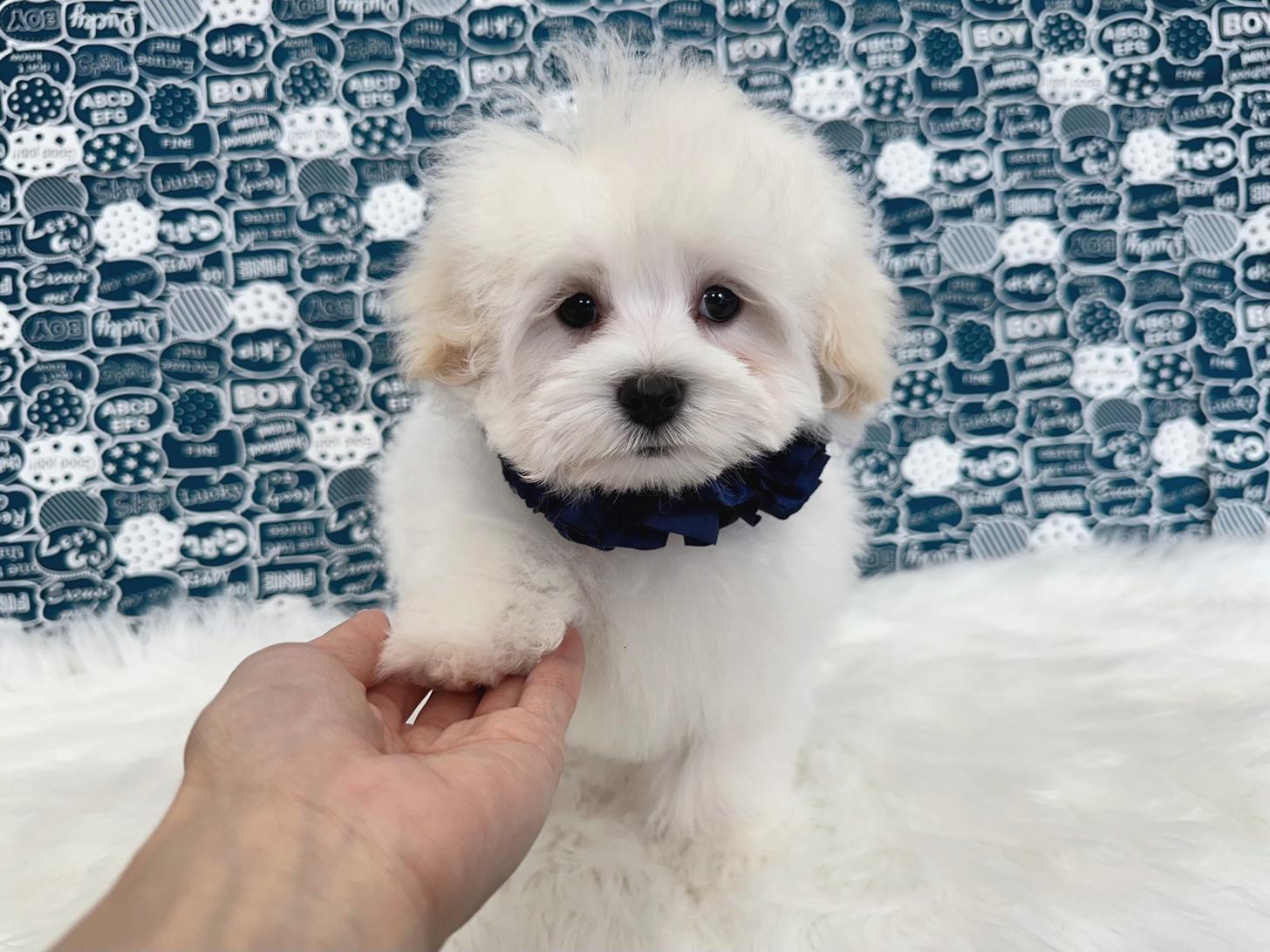 大阪府のマルプー(マルチーズ×プードル) (ぱぴぷぺっと大阪店/2025年12月12日生まれ/男の子/ホワイト)の子犬の3枚目の画像