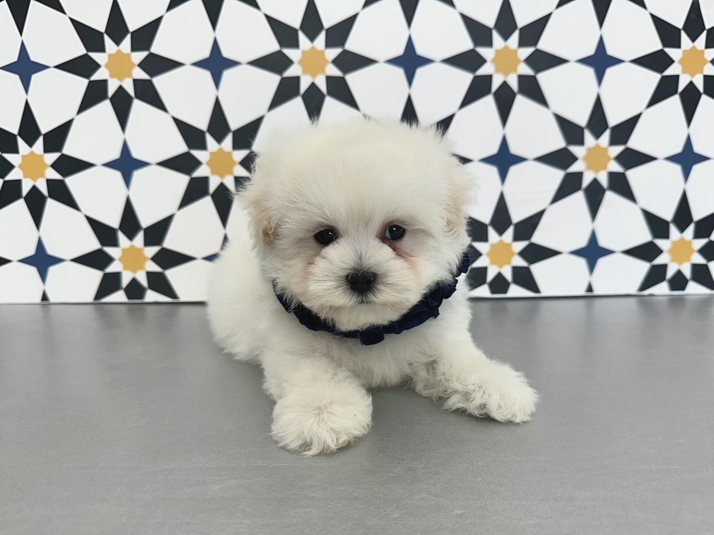 大阪府のマルプー(マルチーズ×プードル) (ぱぴぷぺっと大阪店/2025年12月12日生まれ/男の子/ホワイト)の子犬の3枚目の画像