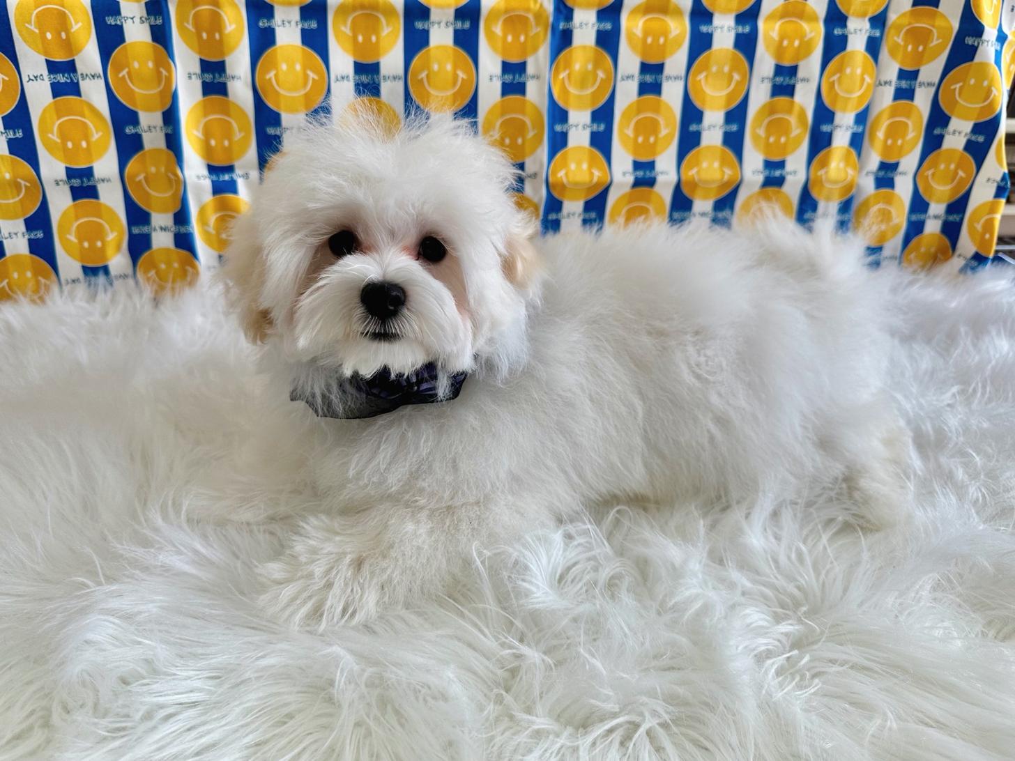 大阪府のマルプー(マルチーズ×プードル) (ぱぴぷぺっと大阪店/2025年12月12日生まれ/男の子/ホワイト)の子犬の3枚目の画像