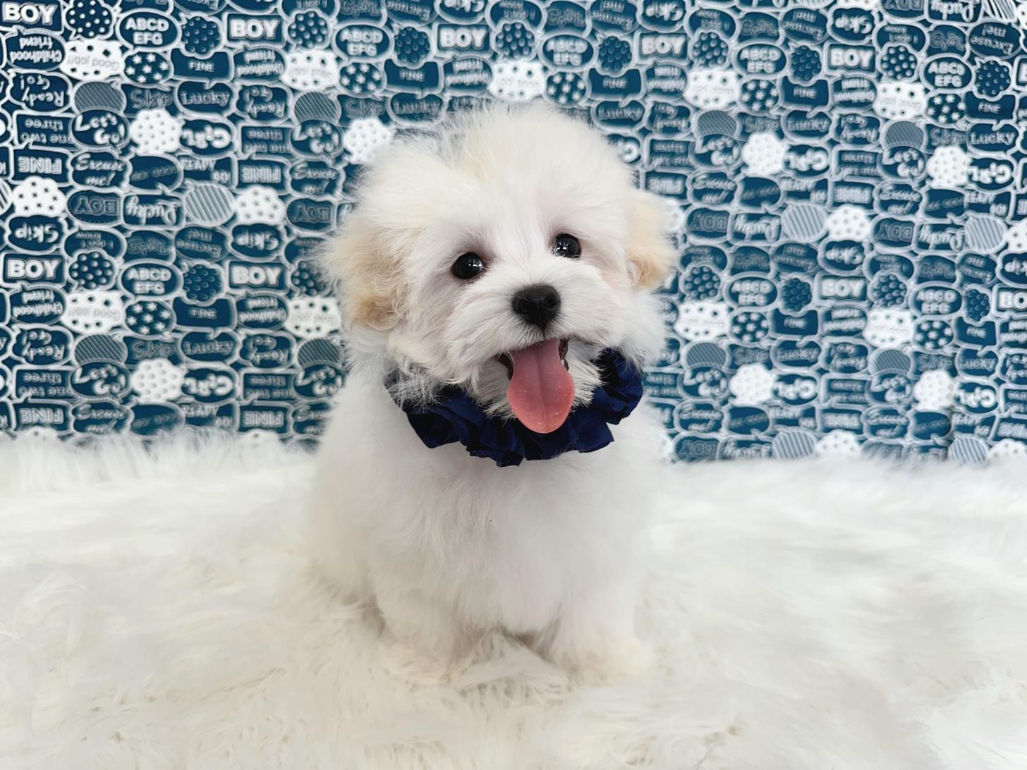 大阪府のマルプー(マルチーズ×プードル) (ぱぴぷぺっと大阪店/2025年12月12日生まれ/男の子/ホワイト)の子犬の4枚目の画像