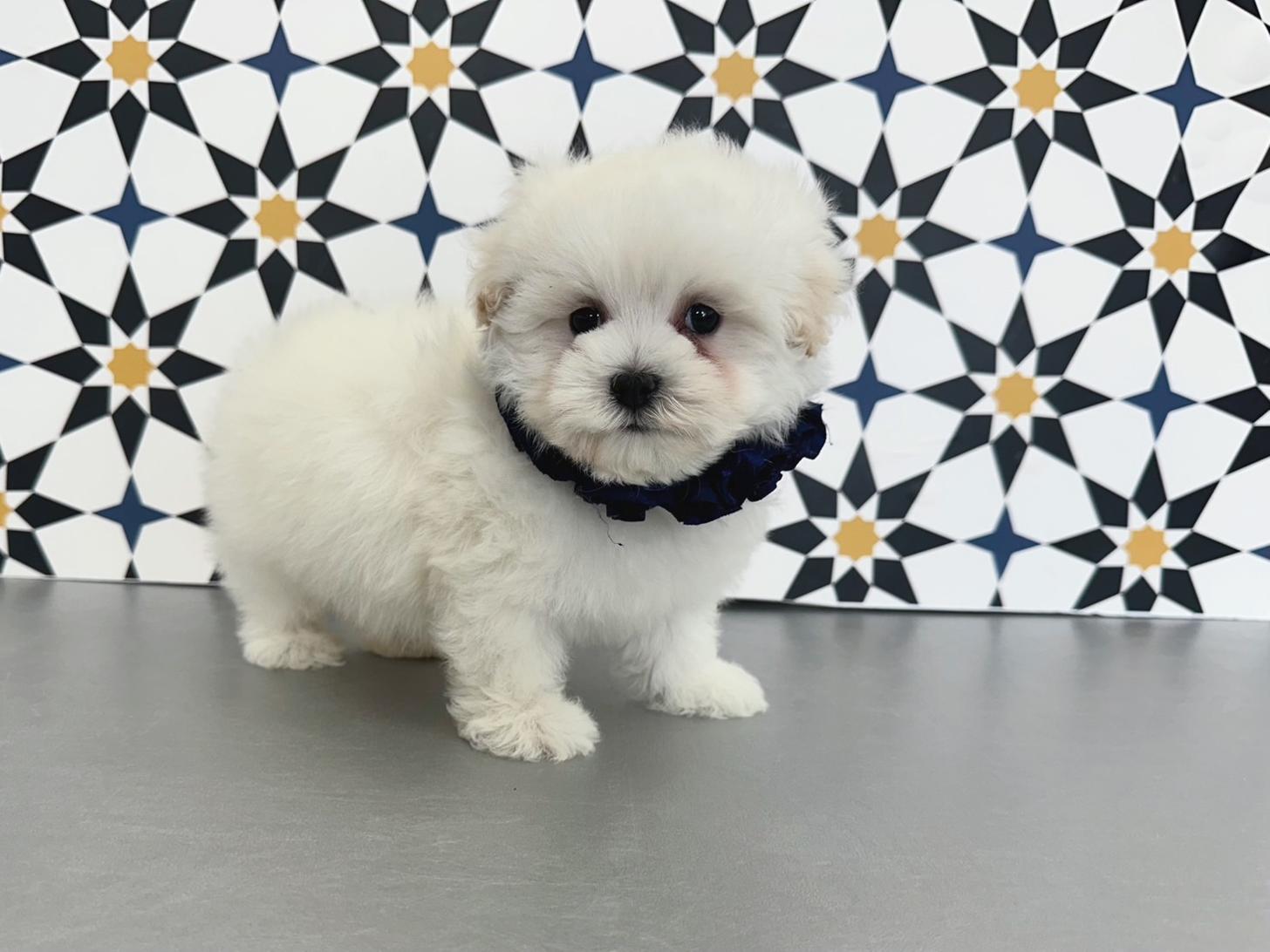 大阪府のマルプー(マルチーズ×プードル) (ぱぴぷぺっと大阪店/2025年12月12日生まれ/男の子/ホワイト)の子犬の4枚目の画像