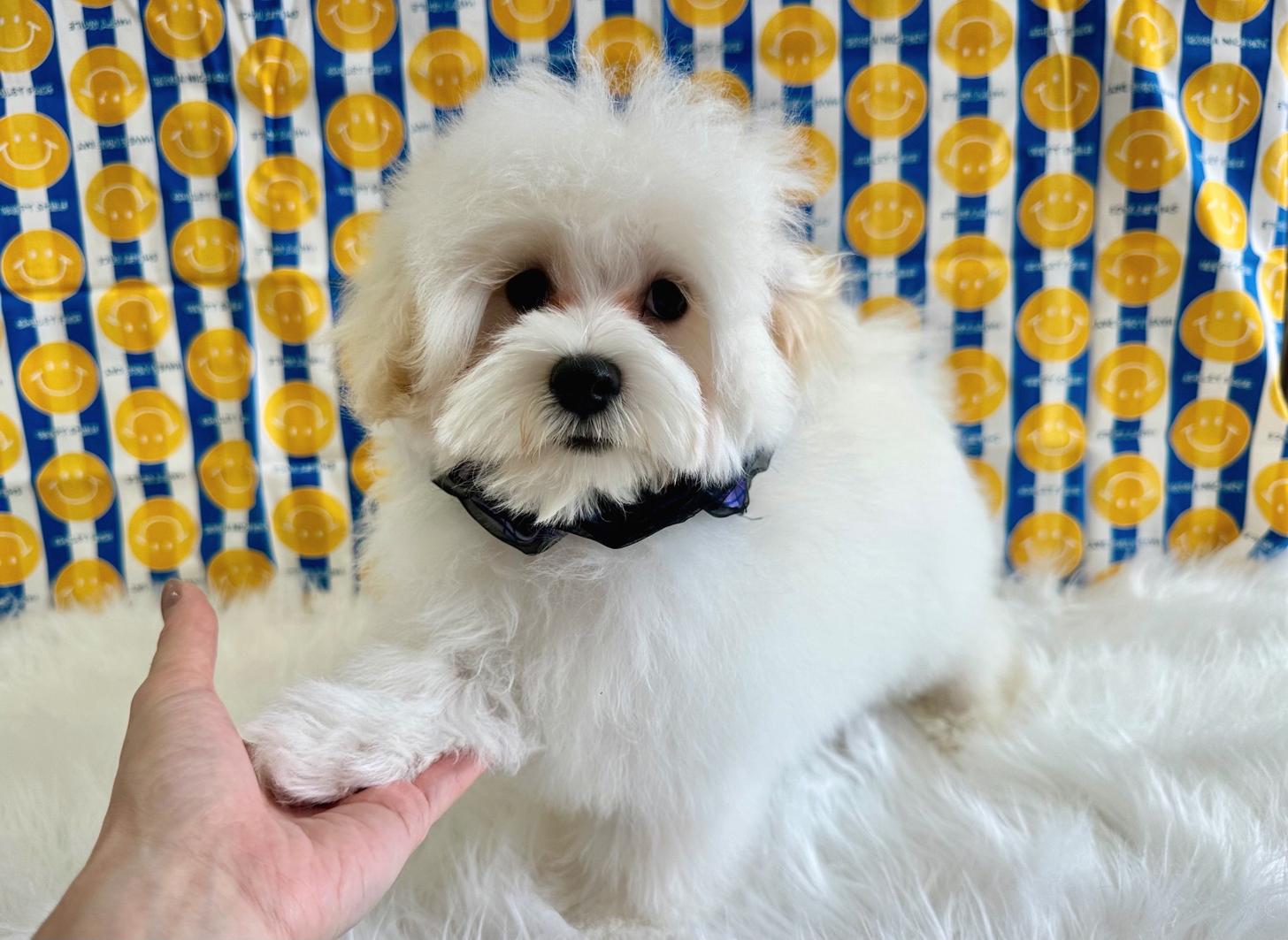 大阪府のマルプー(マルチーズ×プードル) (ぱぴぷぺっと大阪店/2025年12月12日生まれ/男の子/ホワイト)の子犬の4枚目の画像