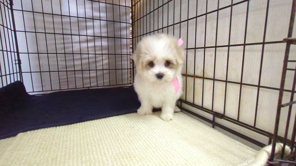 茨城県のマルチーズ (ペットショップスズキ/2026年7月24日生まれ/女の子/白)の子犬の3枚目の画像