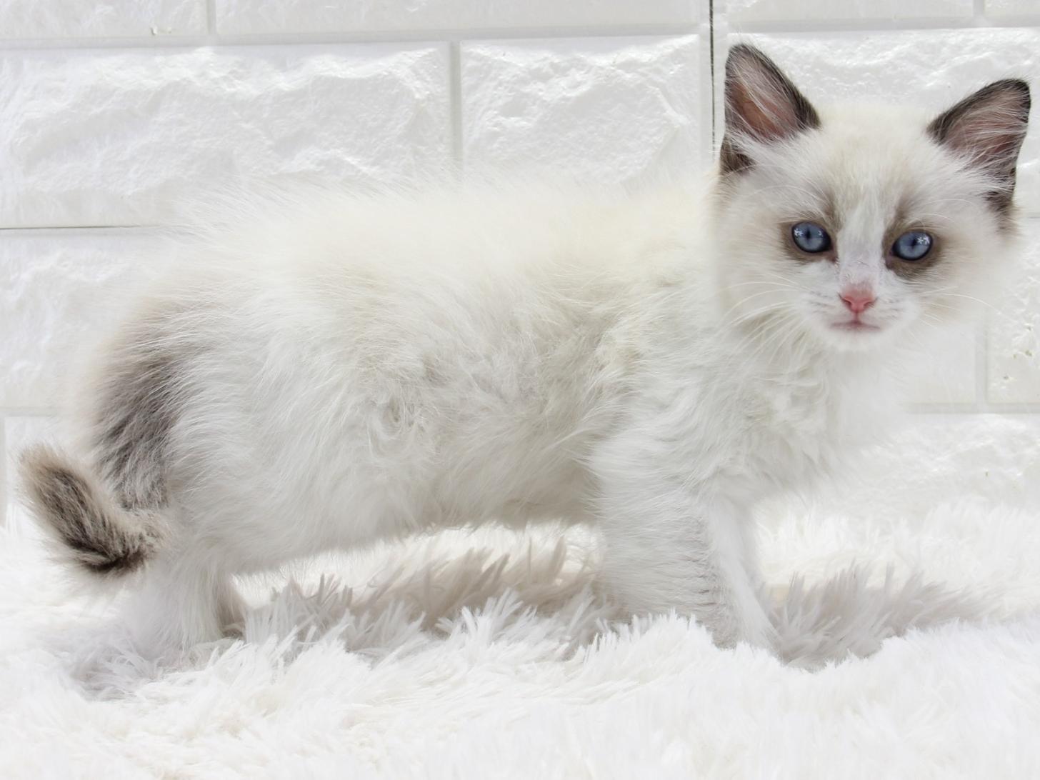 愛知県のラグドール (猫福家 名古屋南店/2025年12月25日生まれ/男の子/シールポイントバイカラー)の子猫の1枚目の画像