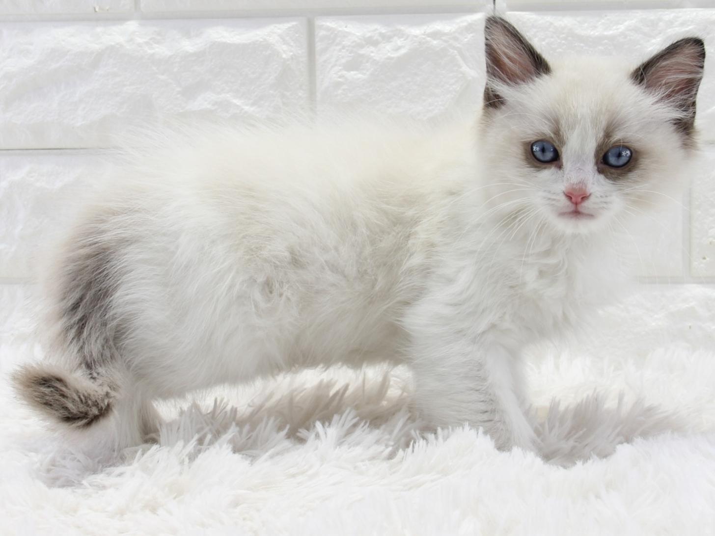 愛知県のラグドール (猫福家 名古屋南店/2025年12月25日生まれ/男の子/シールポイントバイカラー)の子猫の3枚目の画像