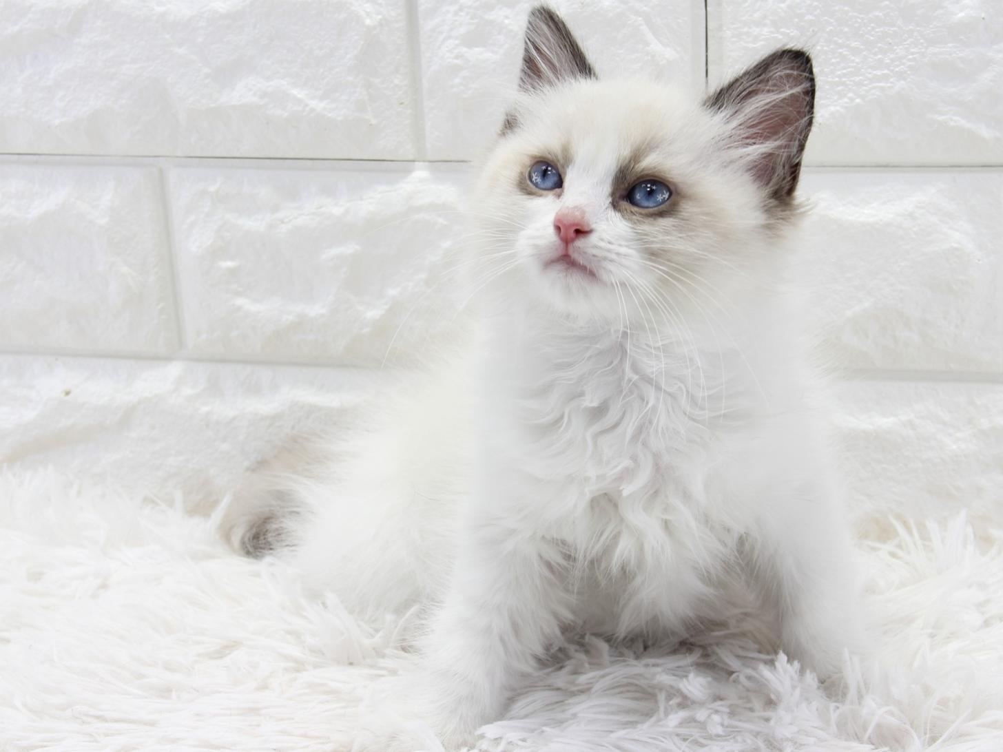 愛知県のラグドール (猫福家 名古屋南店/2025年12月25日生まれ/男の子/シールポイントバイカラー)の子猫の4枚目の画像