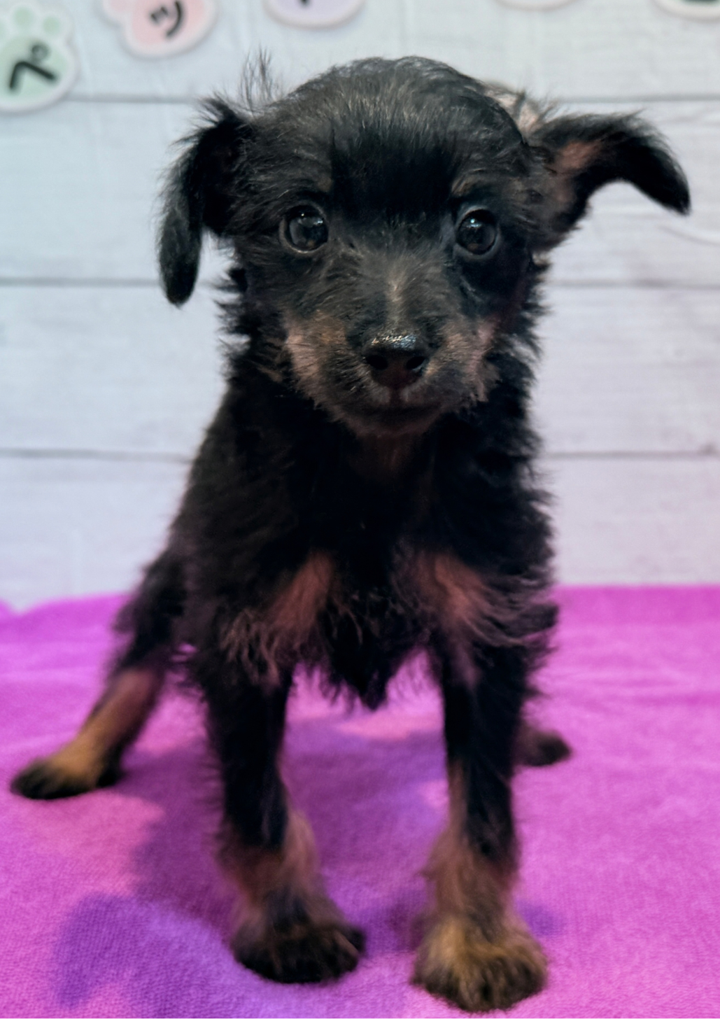 北海道のハーフ犬・ミックス犬 (ペットフェイス大谷地店/2026年1月18日生まれ/男の子/ブラックタン)の子犬